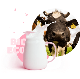 Cow and jug of milk
